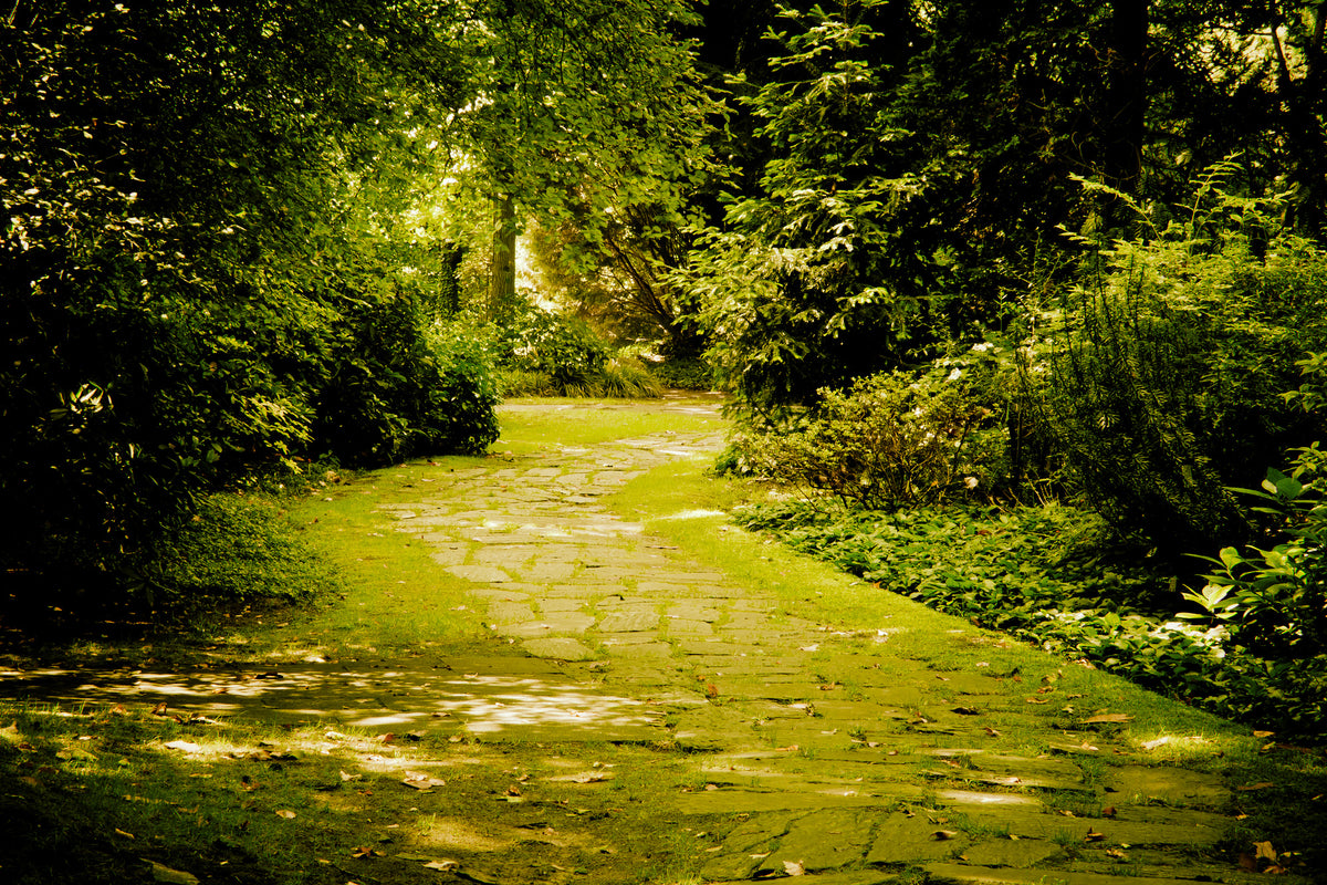 acrylic-print-moss-covered-path