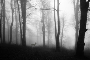 acrylic-print-forest-xue