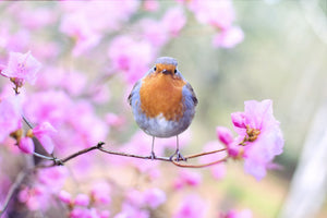 3-piece-aluminium-print-spring-bird