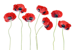 modern-3-piece-aluminium-print-ladybird-poppies