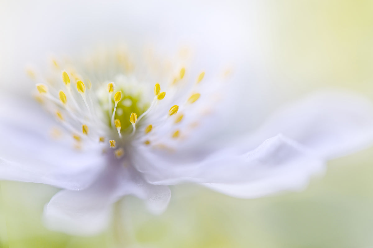 3-piece-aluminium-print-anemone-beauty