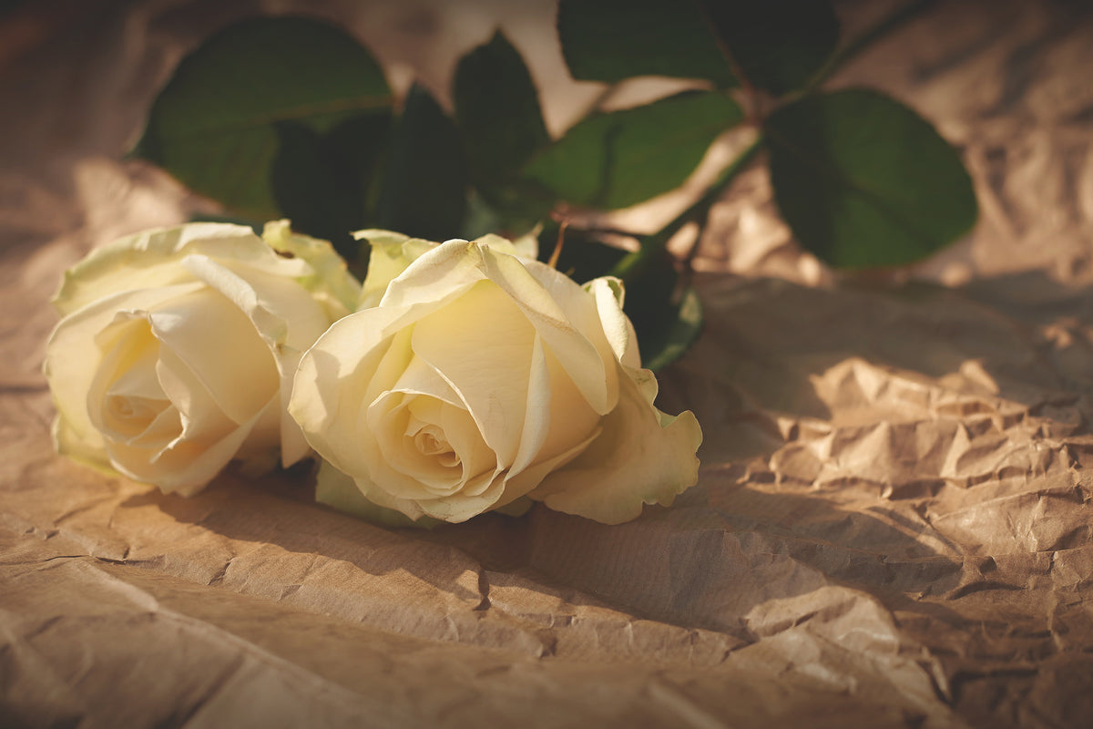 acrylic-print-the-purity-of-the-roses