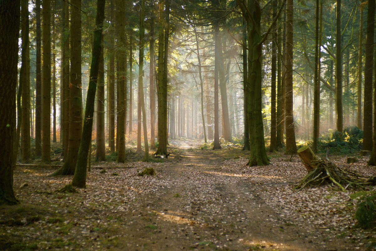 aluminium-print-forest-run