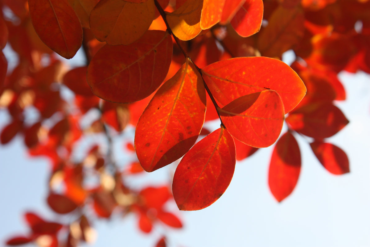 acrylic-print-red-leaves-xl