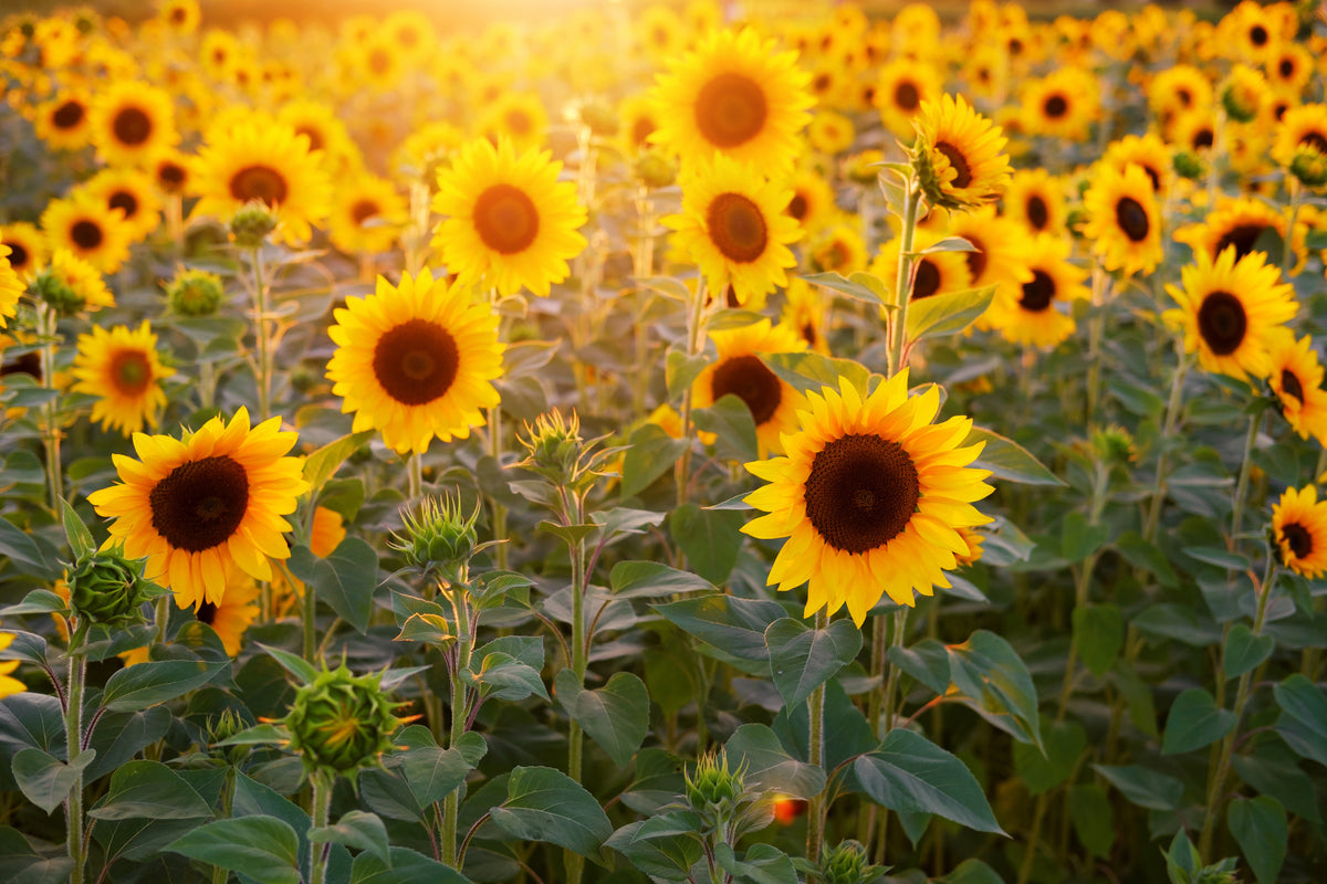 acrylic-print-sunflower-field