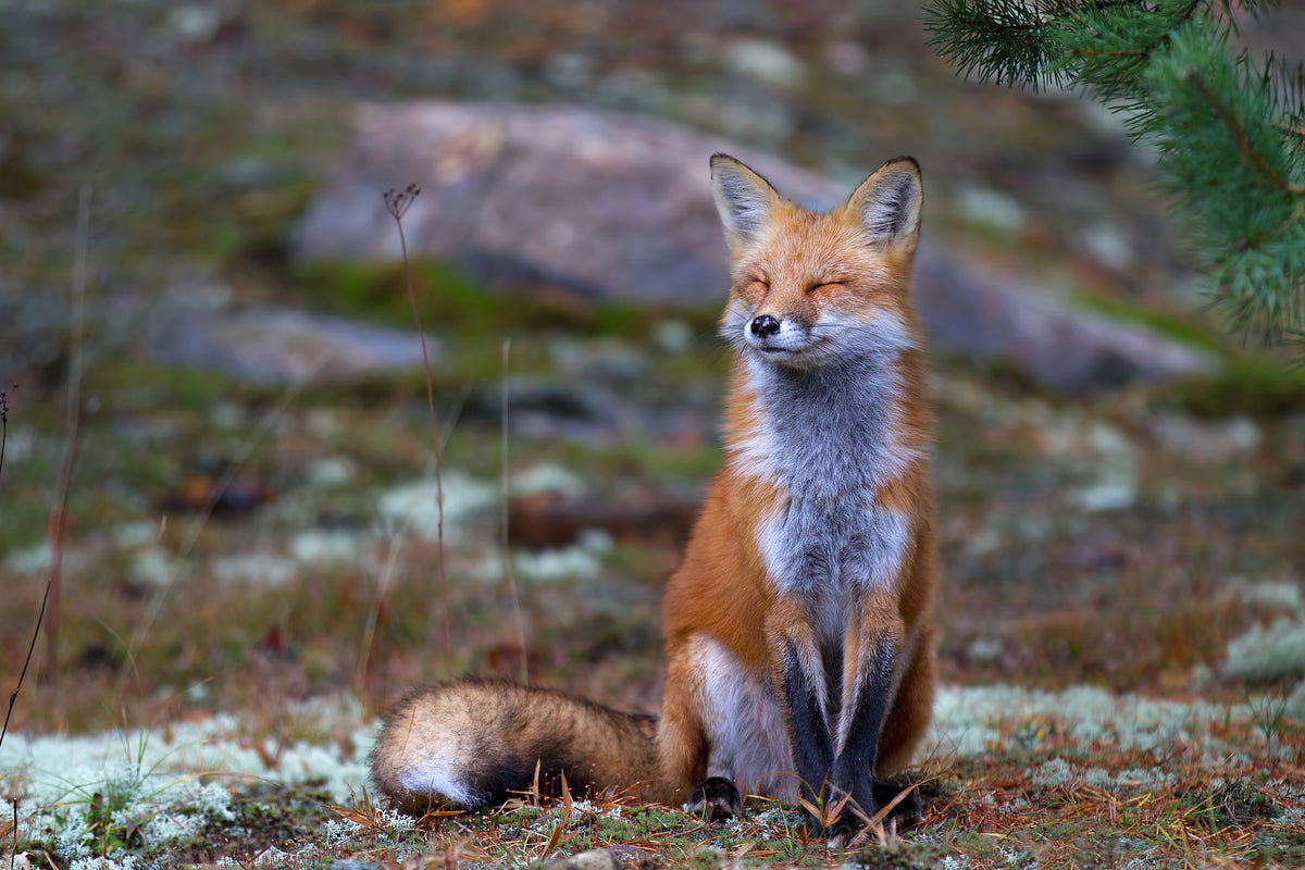 canvas-print-fox-zen-algonquin-park-x