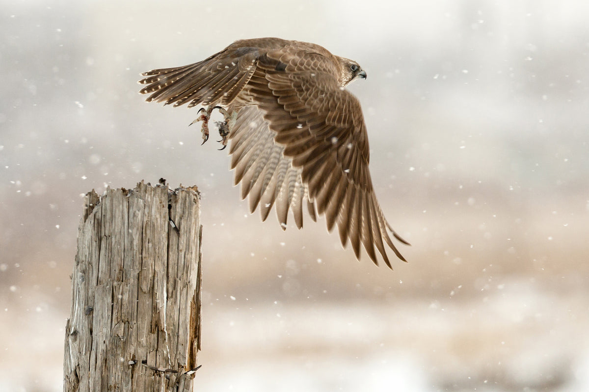 acrylic-print-flight-against-the-snowstorm