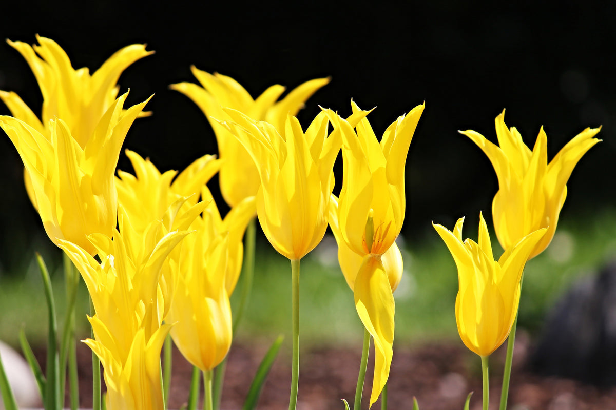framedcanvas-print-yellow-tulips-in-the-nature