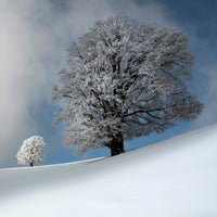 aluminium-print-i-am-the-most-beautiful