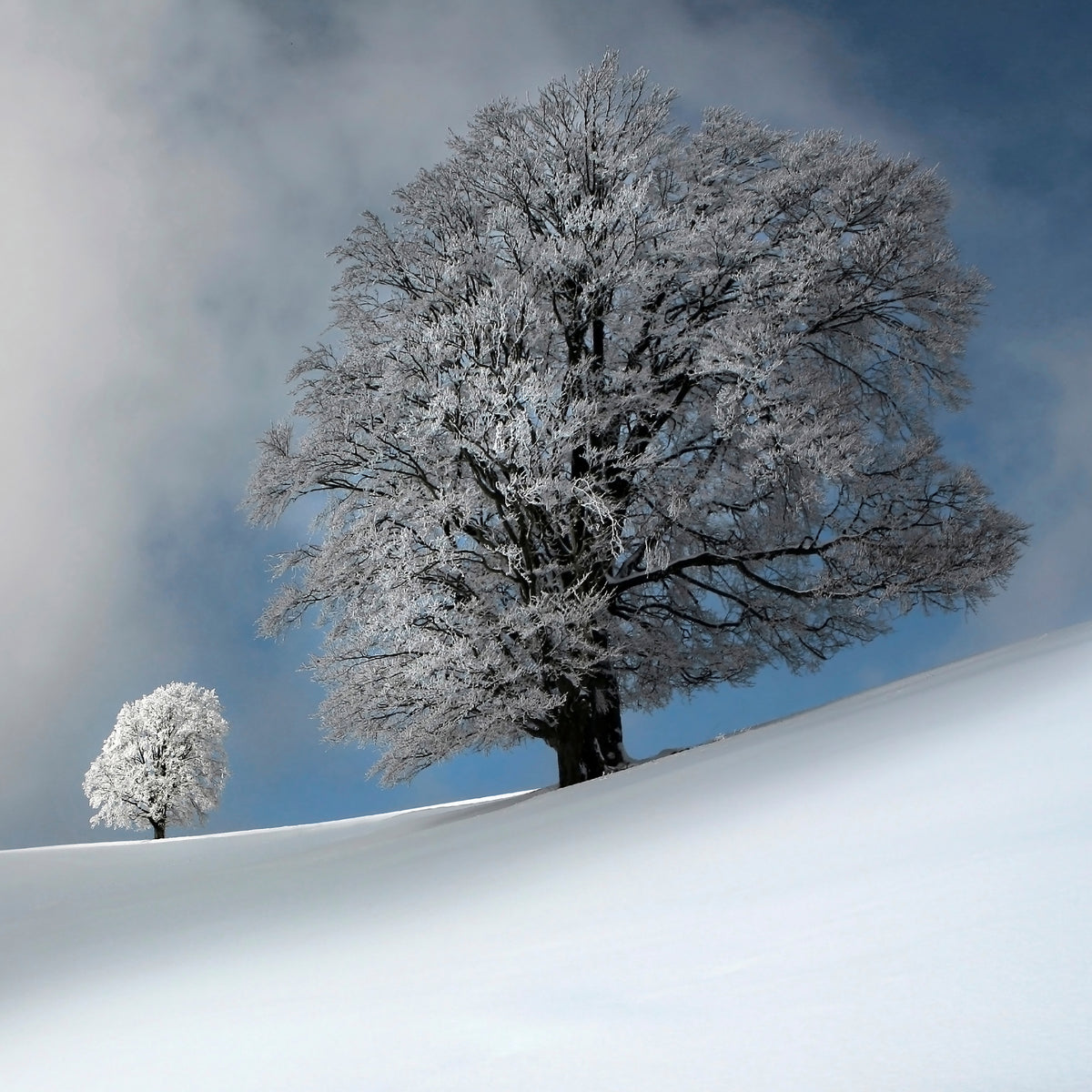 aluminium-print-i-am-the-most-beautiful