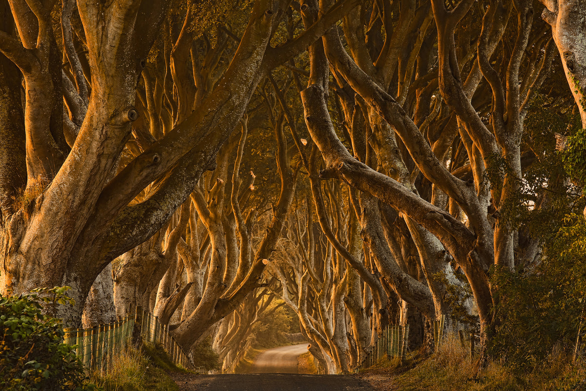 modern-3-piece-aluminium-print-early-morning-dark-hedges