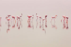 poster-print-water-ballet-x