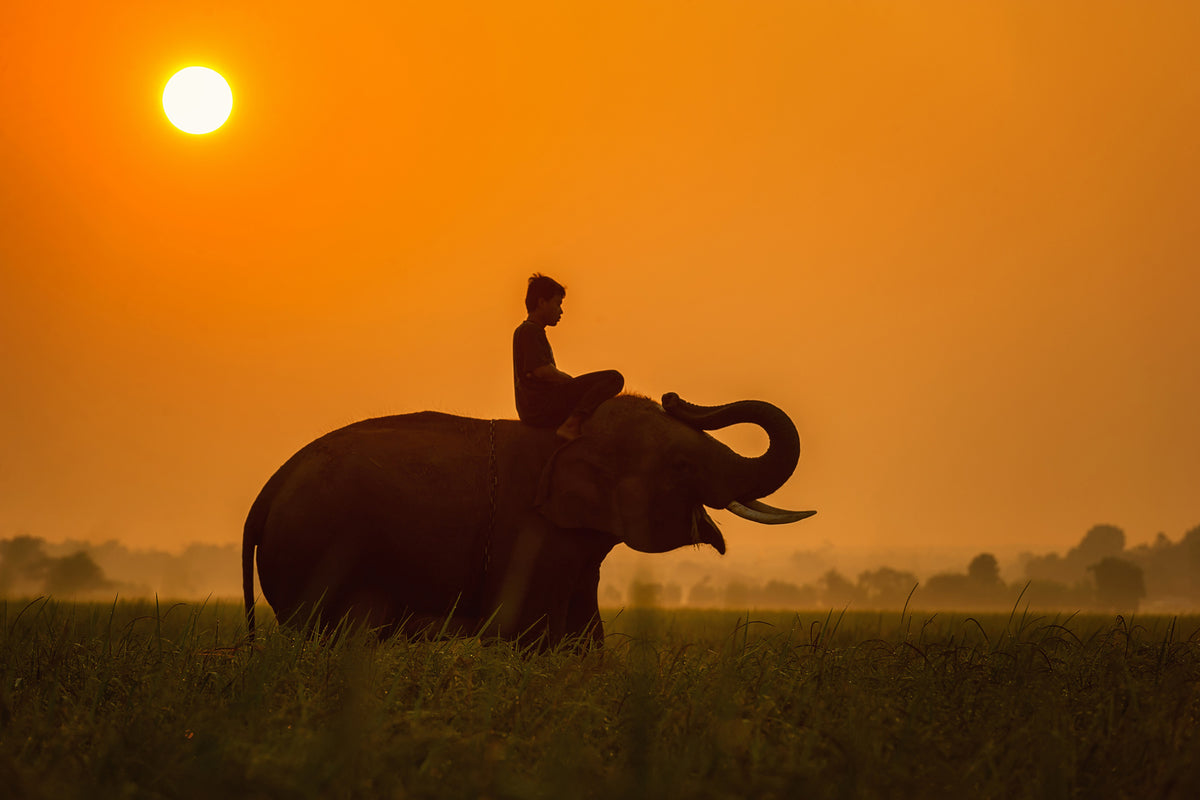 poster-print-the-holy-elephant