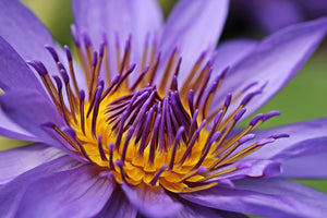 poster-print-xxl-water-lily-in-purple