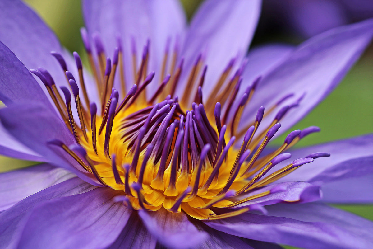 poster-print-xxl-water-lily-in-purple