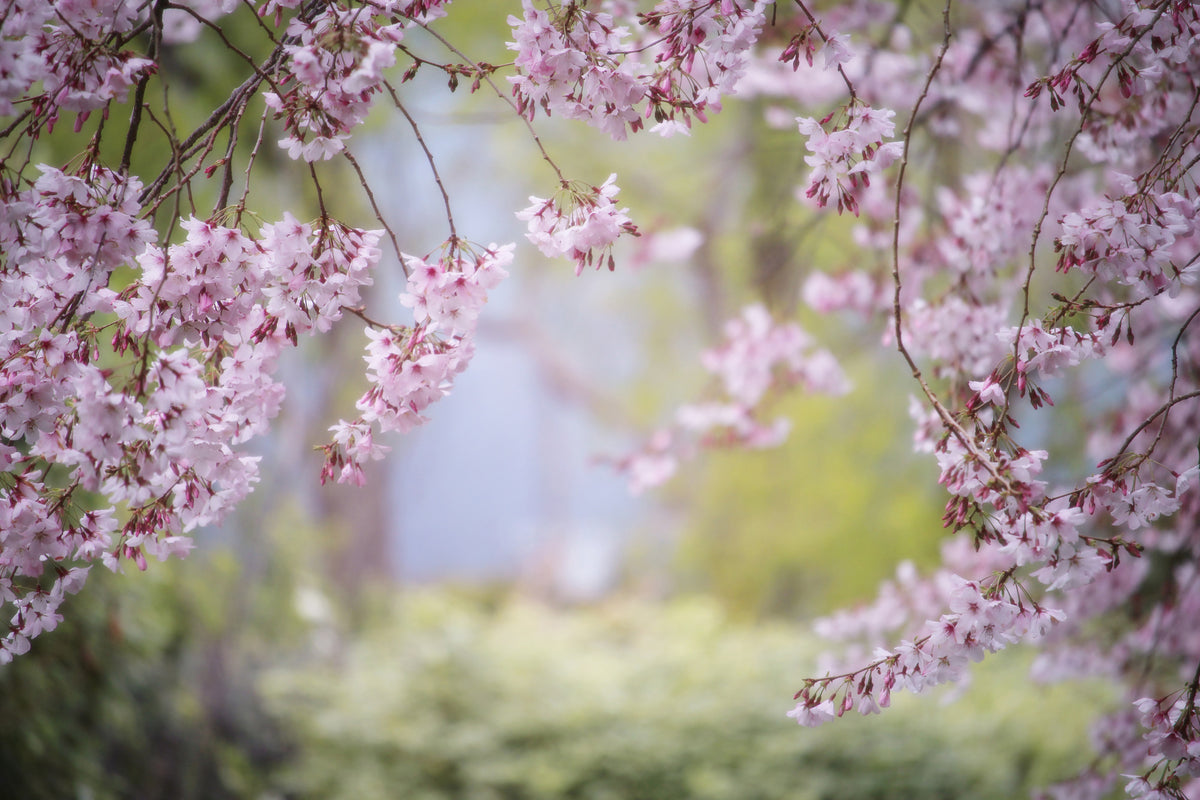 framedcanvas-print-in-the-beautiful-spring