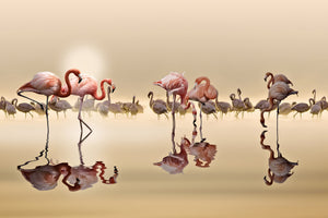 canvas-print-flamingos-x