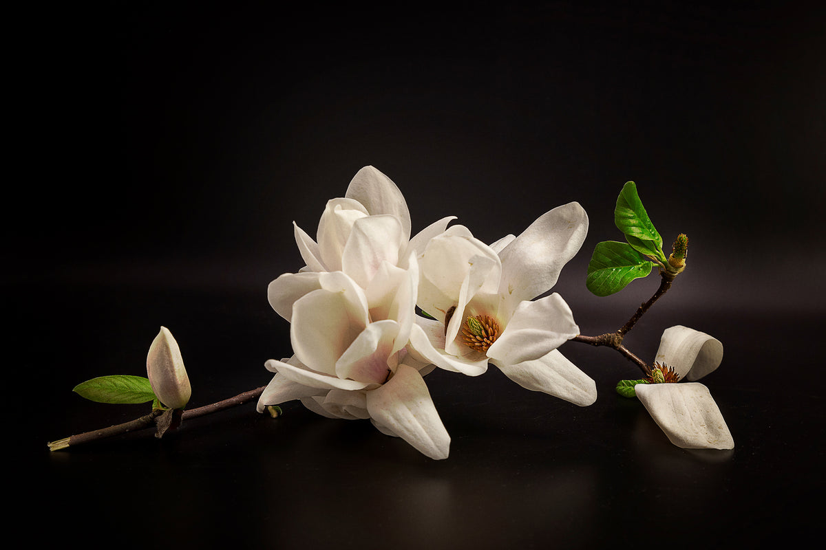 3-piece-aluminium-print-magnolia