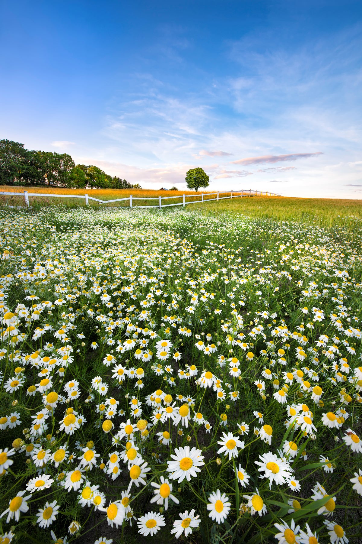 framedposter-print-daisyfield-in-sweden-x