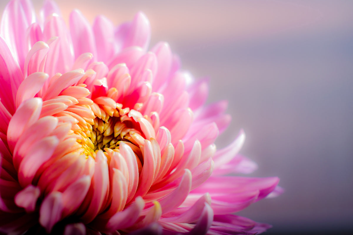 framedposter-print-macro-chrysanthemum