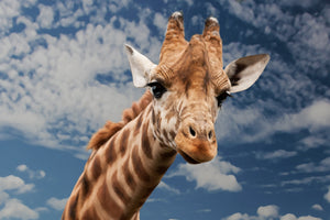 canvas-print-attention-giraffe