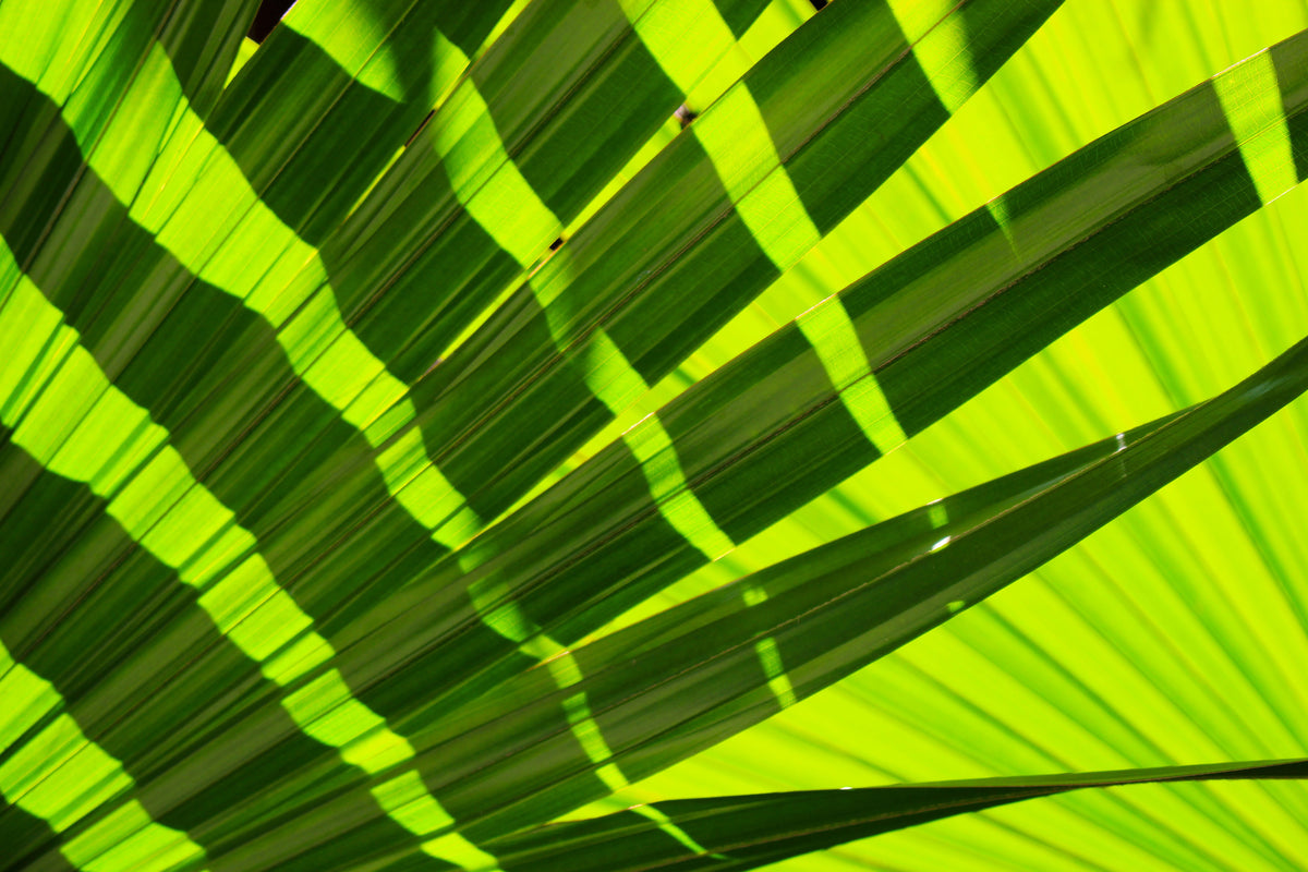 framedposter-print-the-palm-leaf-in-xl