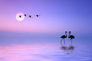 acrylic-print-flying-flamingo-x