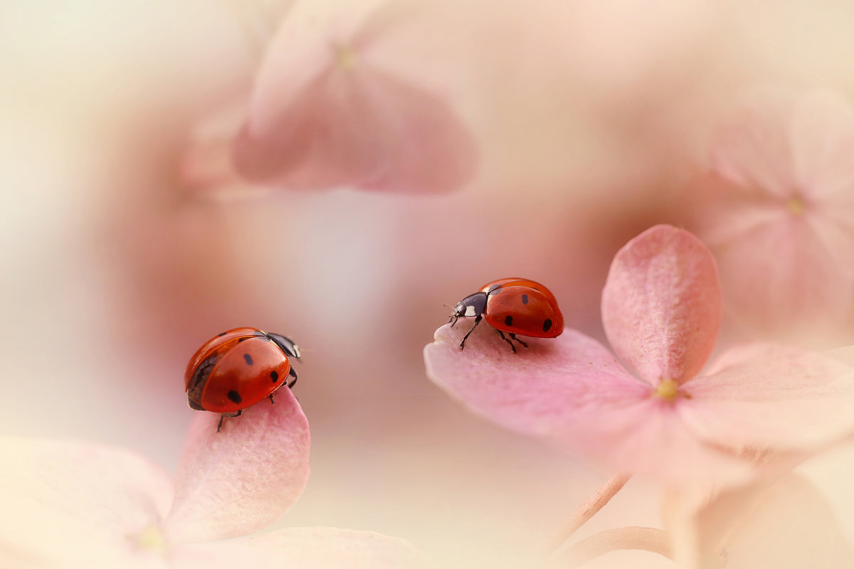 3-piece-acrylic-print-ladybirds-on-pink-hydrangea