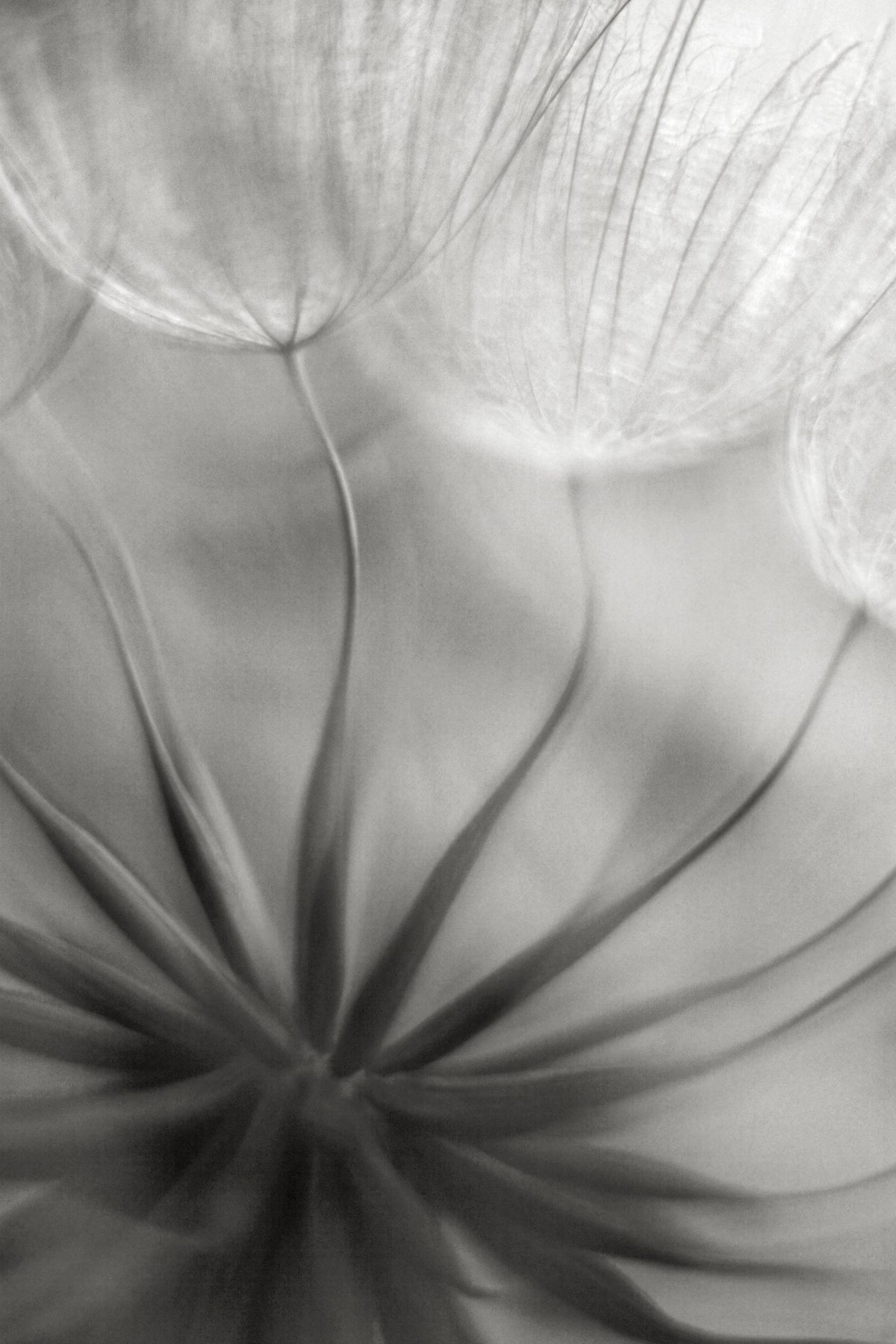 acrylic-print-into-the-heart-x