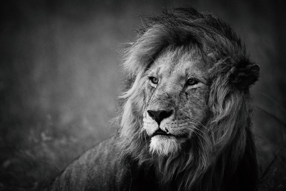 canvas-print-regal-x