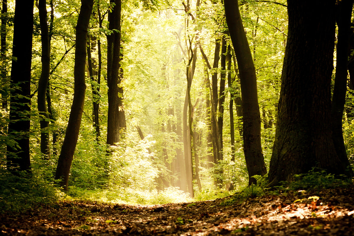framedcanvas-print-sunrise-in-the-forest