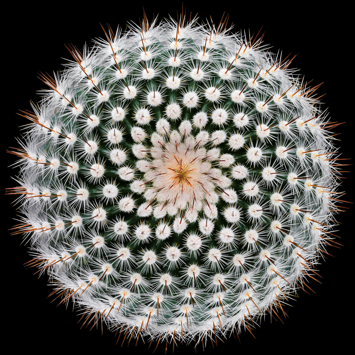 9-piece-acrylic-print-notocactus-scopa