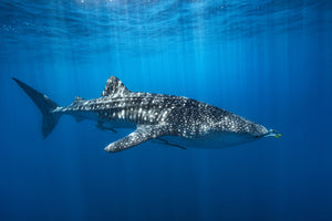 acrylic-print-whale-shark-in-the-blue-x