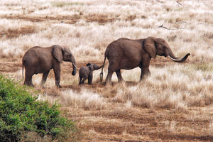 poster-print-elephant-family-tanzania-x