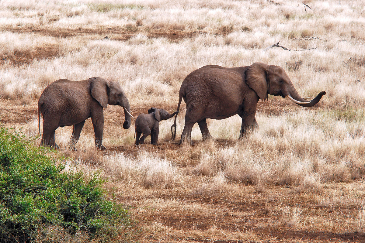 poster-print-elephant-family-tanzania-x
