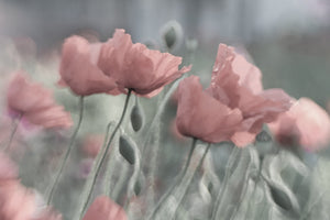framedcanvas-print-softly-x