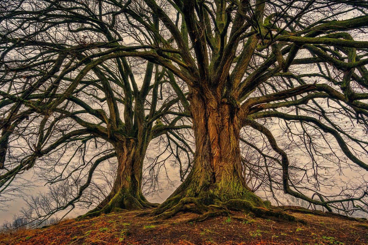 framedposter-print-ghostly-trees