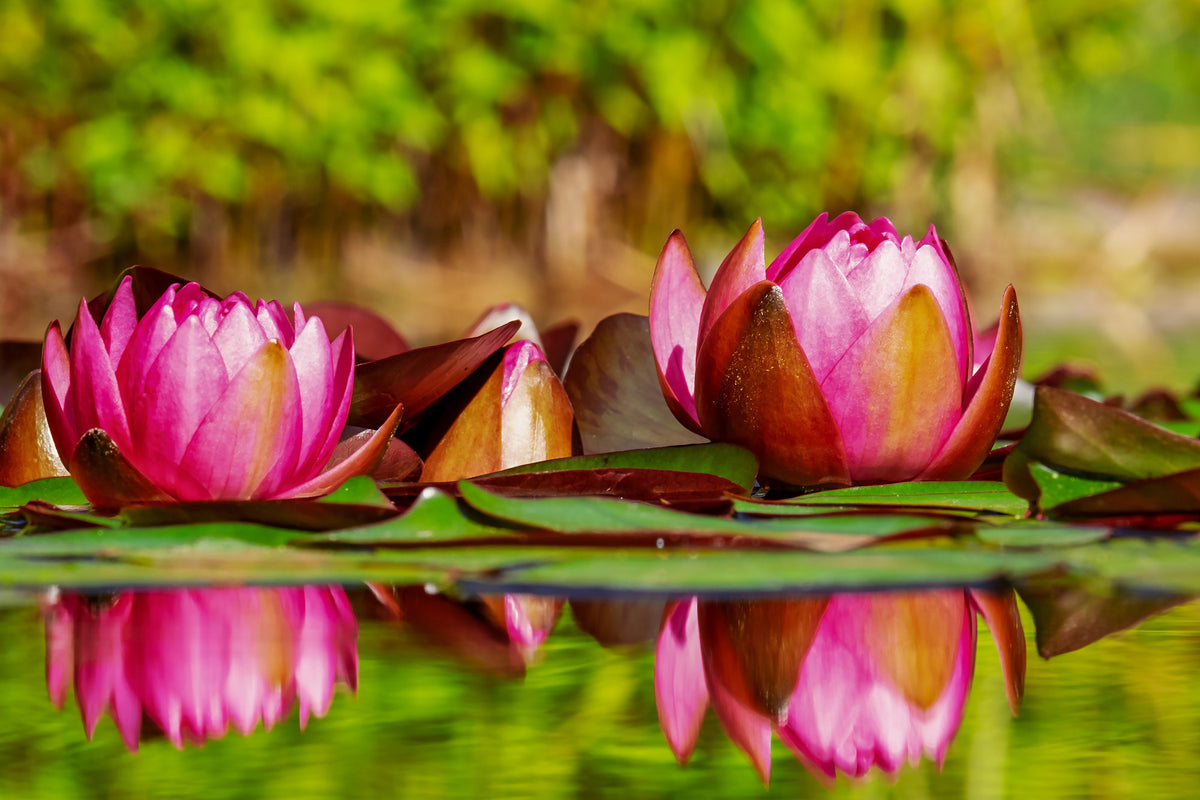 framedcanvas-print-red-water-lily-trio
