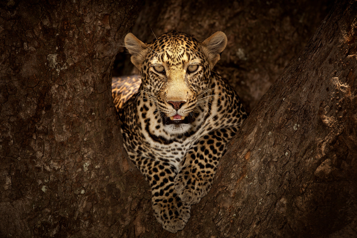 3-piece-acrylic-print-leopard-resting-on-a-tree-at-masai-mara