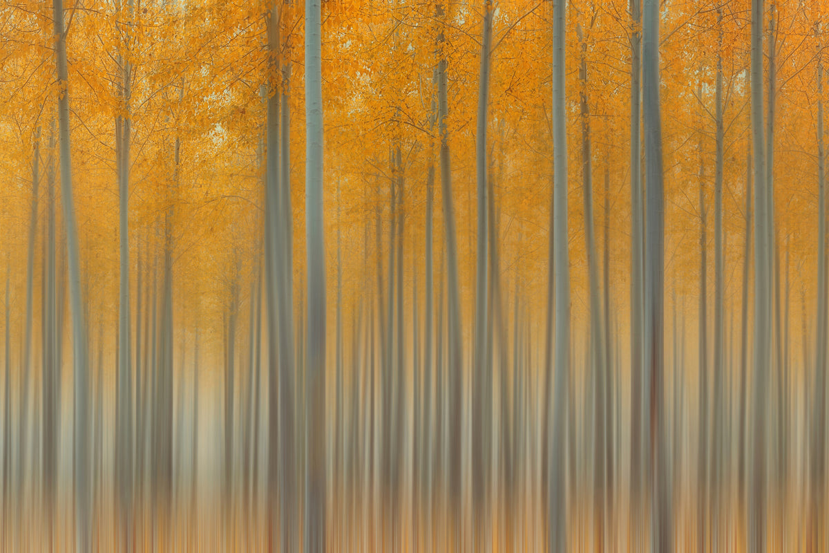 framedcanvas-print-autumn-delight-ii