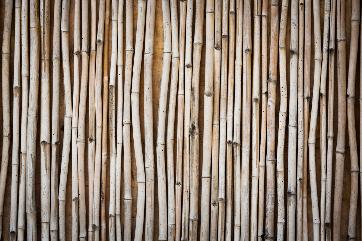 canvas-print-dried-bamboos