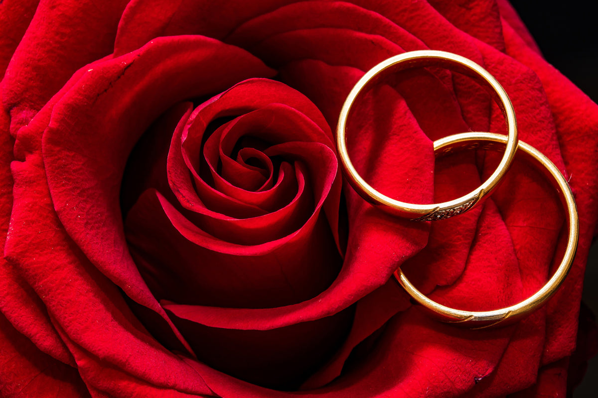 aluminium-print-wedding-rings-on-the-rose