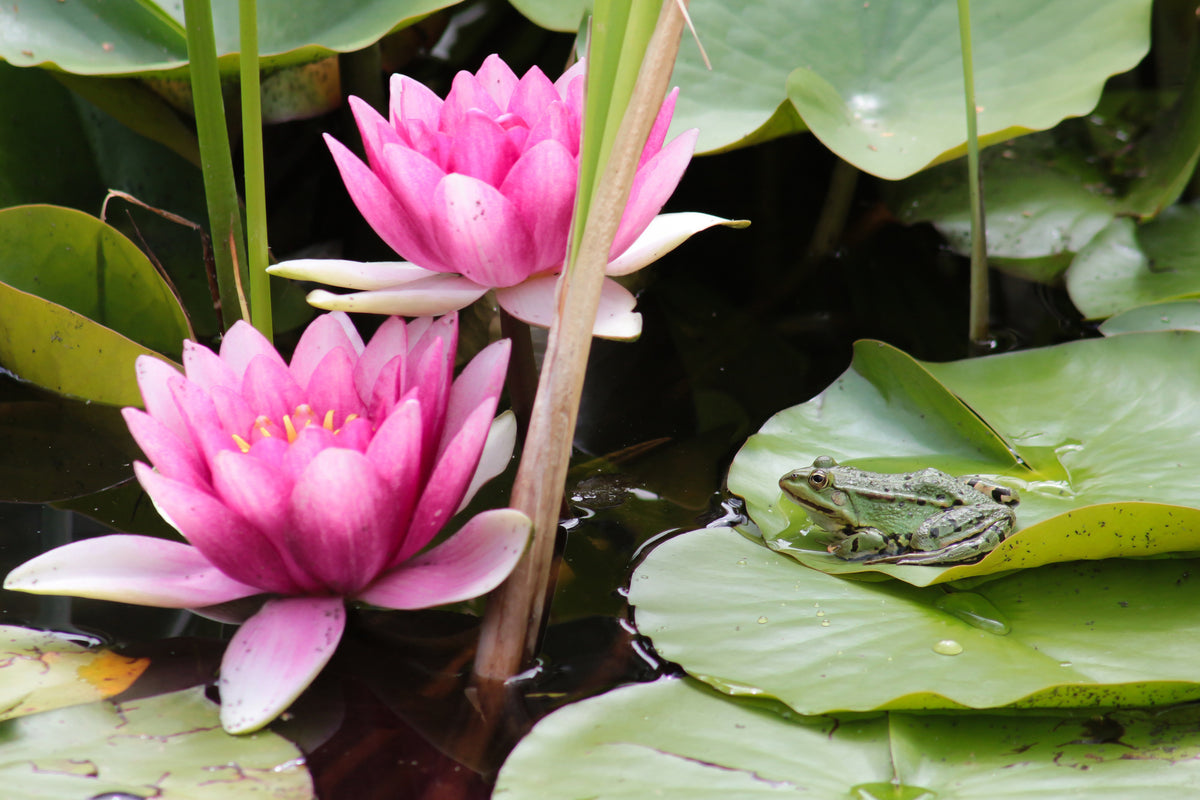 framedposter-print-the-frog-in-the-protection-of-water-lilies