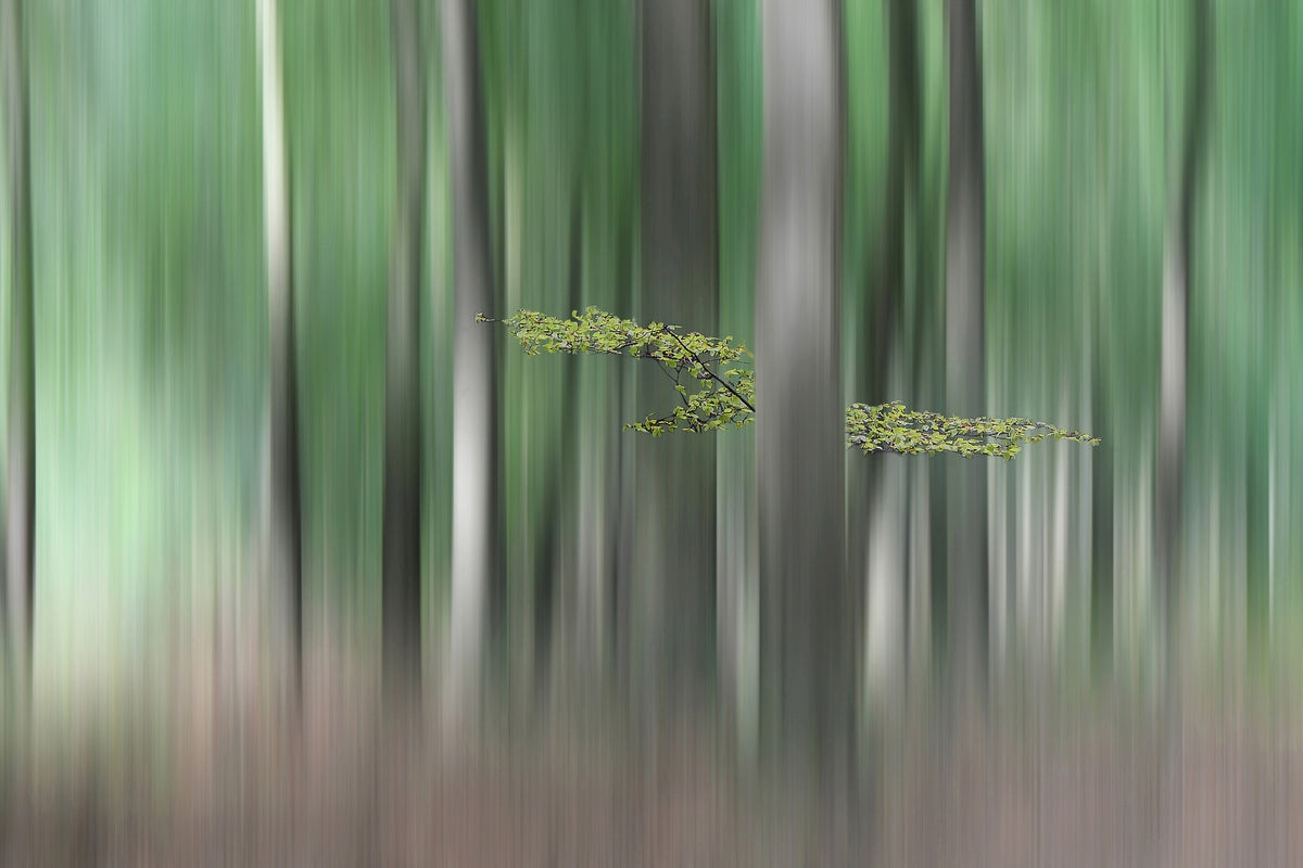 aluminium-print-summermorning