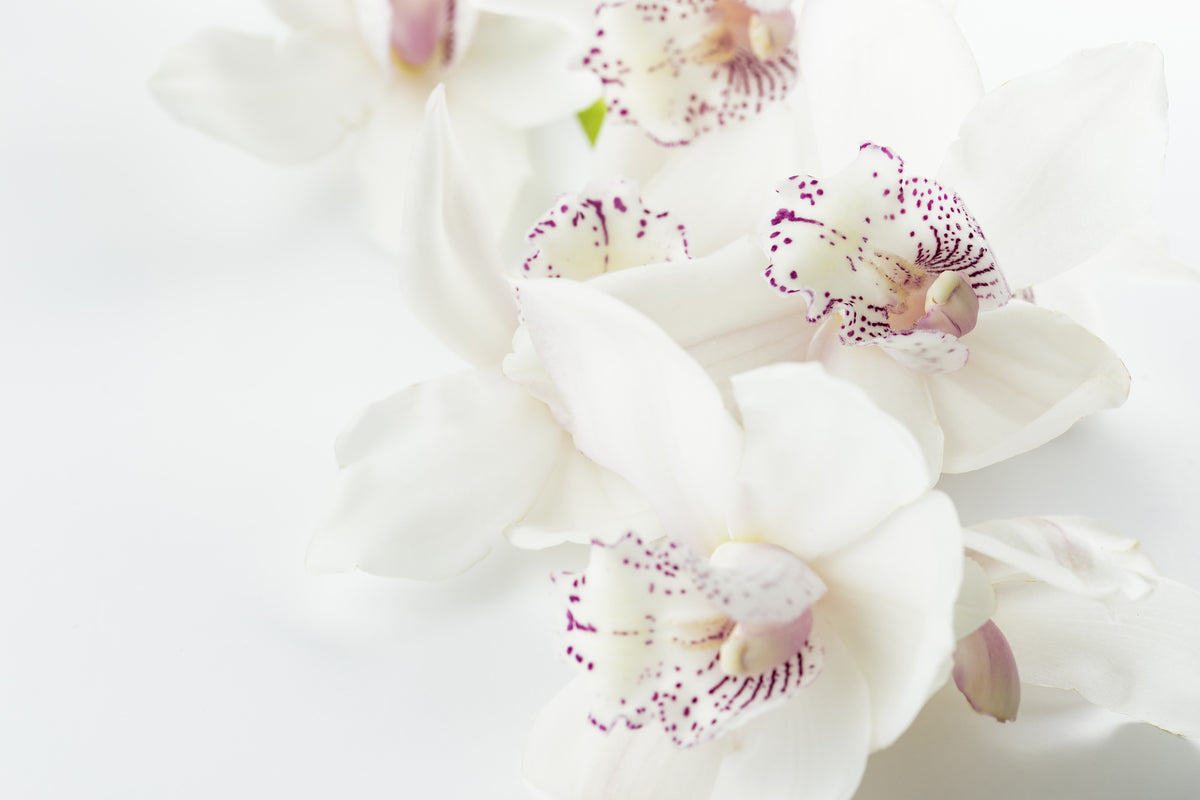 acrylic-print-fantastic-orchids
