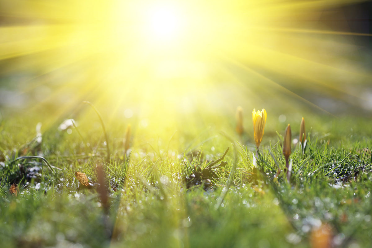 framedposter-print-flowery-meadow