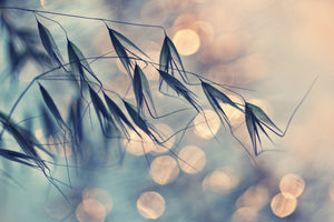 3-piece-canvas-print-straws