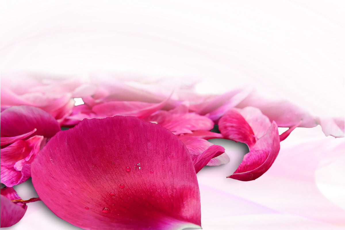 acrylic-print-rose-petals-in-pink-iii