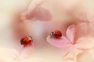 3-piece-aluminium-print-ladybirds-on-pink-hydrangea