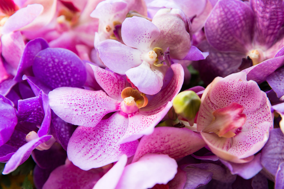 3-piece-aluminium-print-orchid-paradise